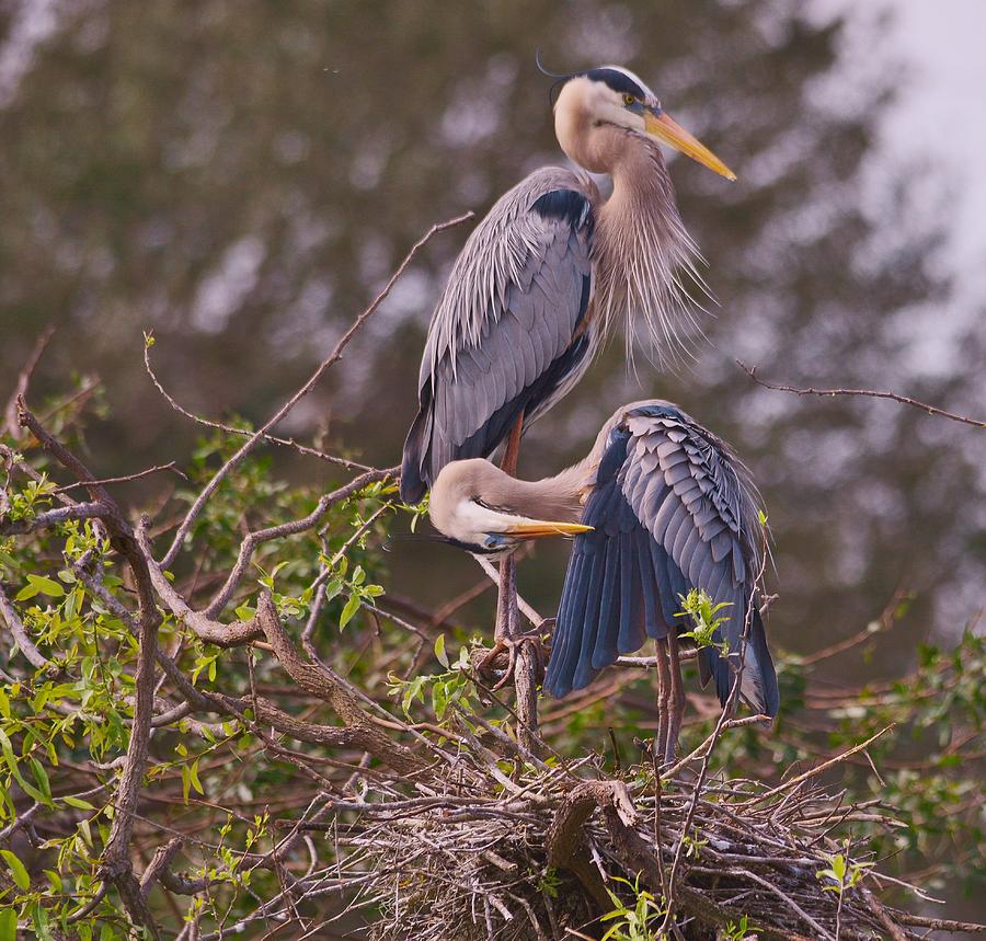 An Elegant Blue Heron Pair Photograph by Patricia Twardzik - Fine Art ...