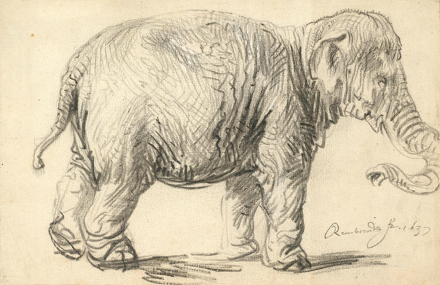 Rembrandt Drawing - An Elephant by Rembrandt
