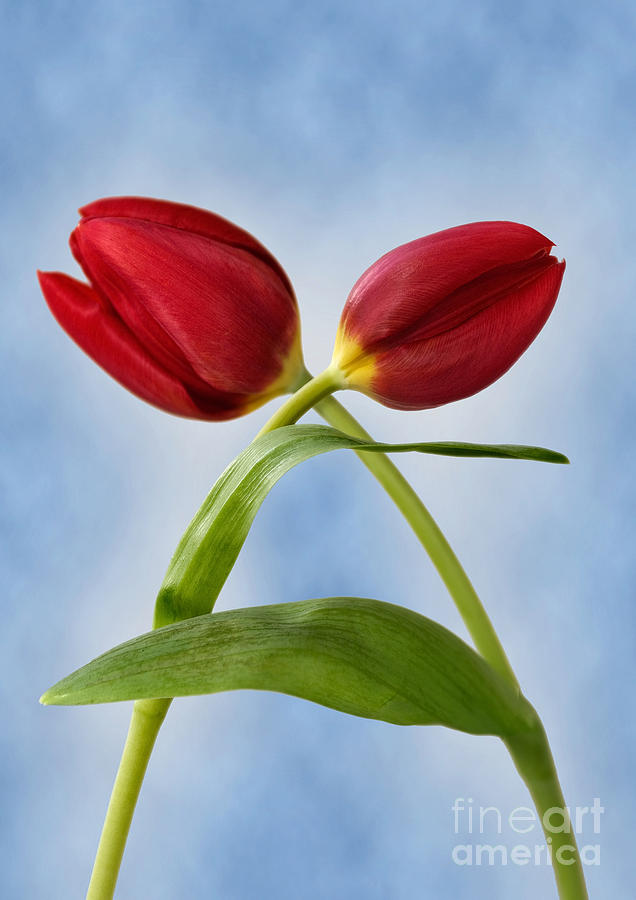 Spring Photograph - An embrace of tulips by John Edwards