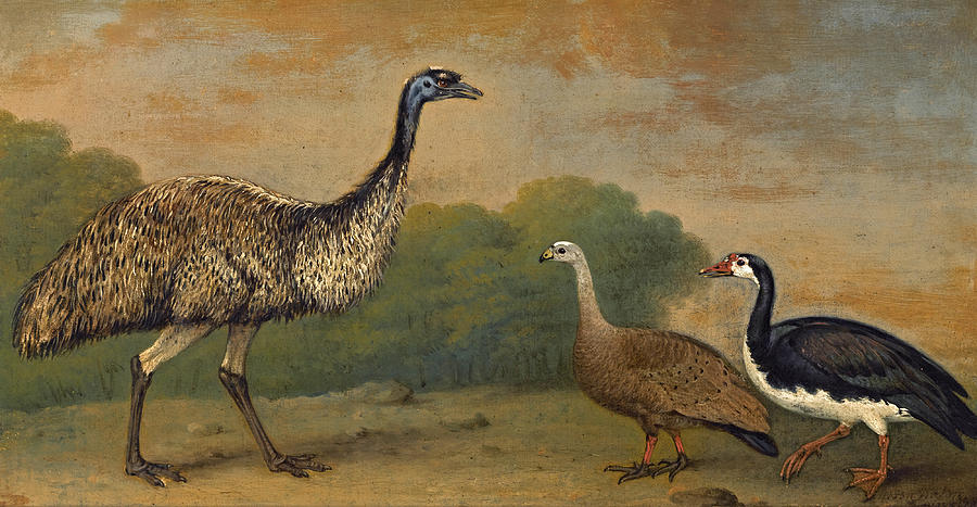 Henry Bernard Chalon Painting - An Emu a Cape Barren Goose and a Magpie Goose in a landscape by Henry Bernard Chalon