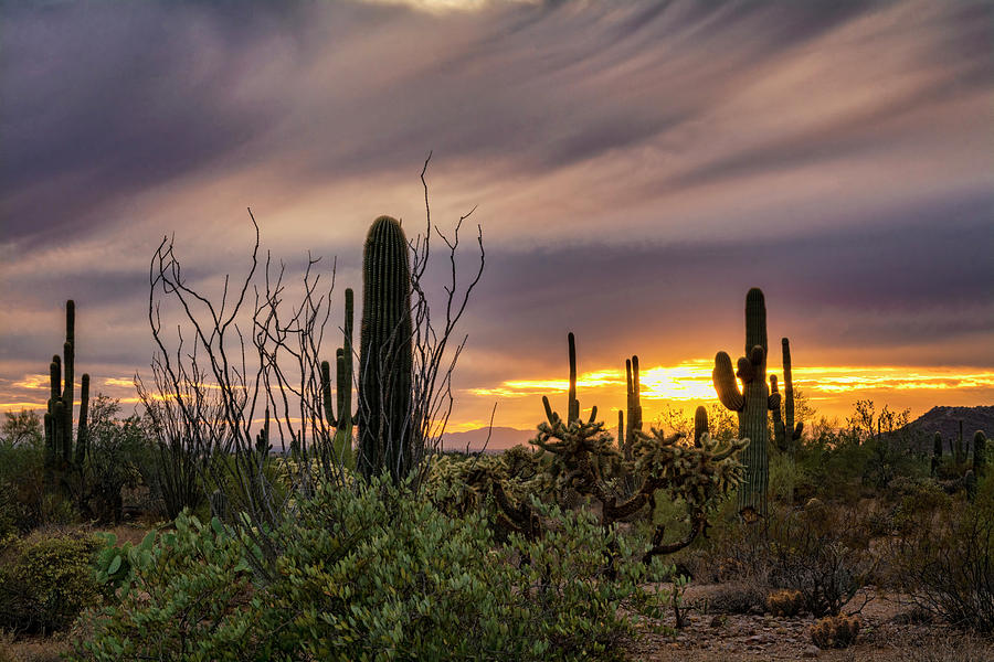 An Enchanted Sonoran Evening  Photograph by Saija Lehtonen
