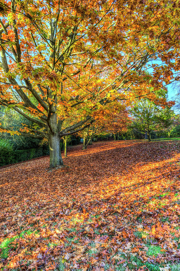 An English Autumn Day Photograph by David Pyatt