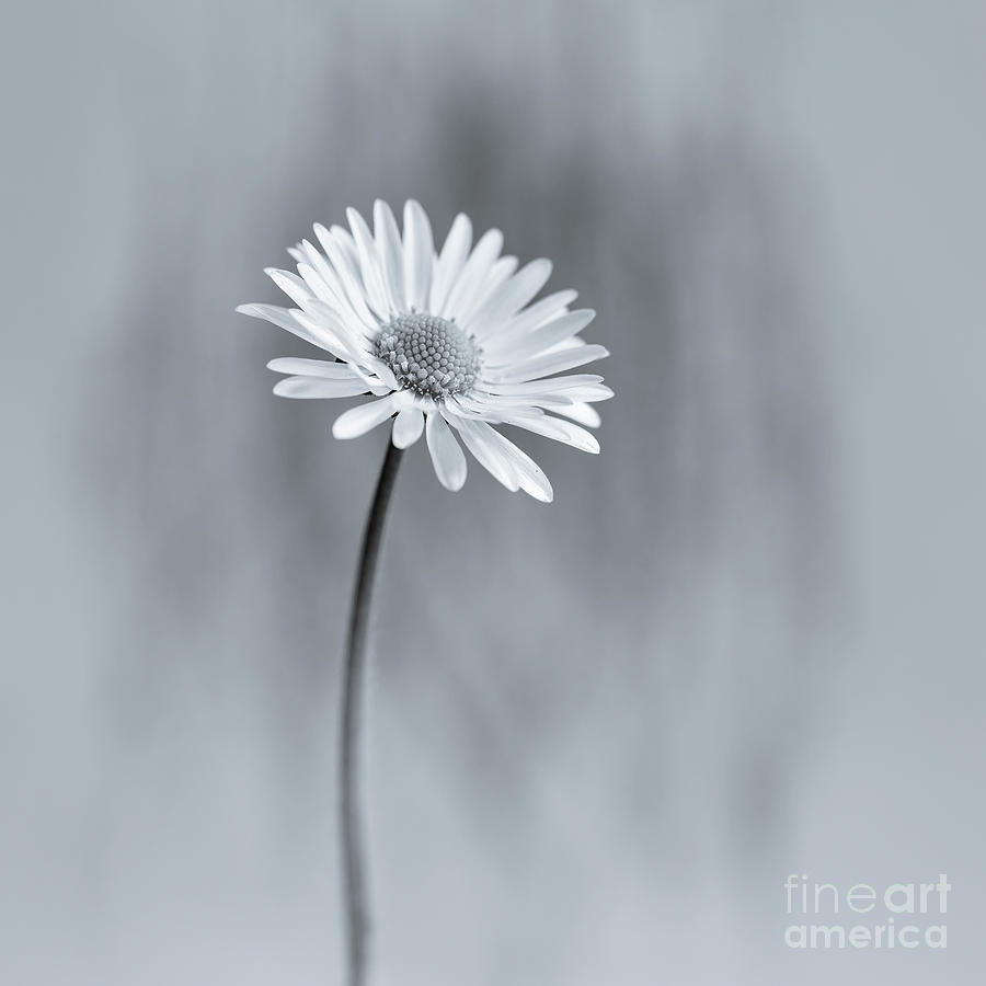 an English daisy Photograph