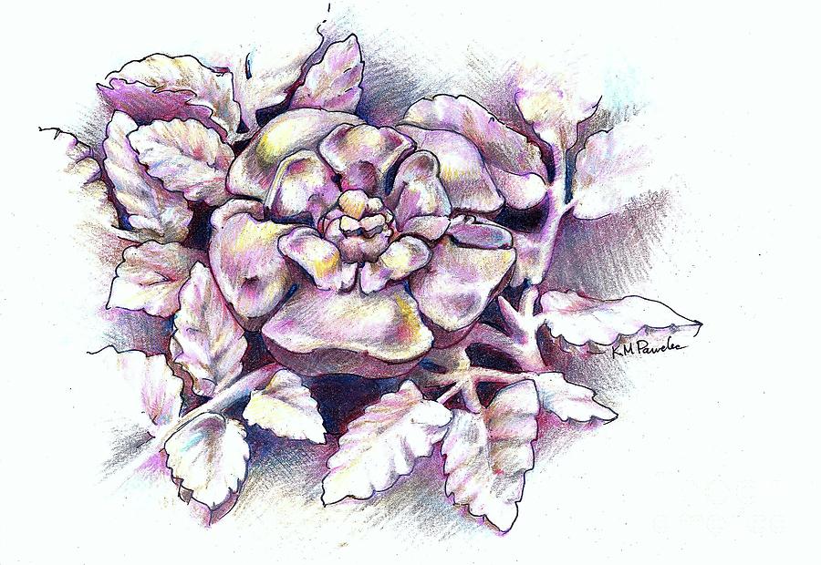 An English Rose Drawing by K M Pawelec