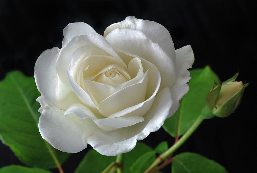 An English Rose Photograph by Terence Davis