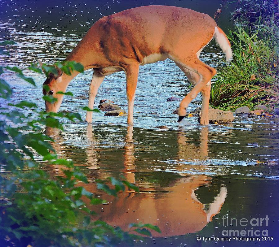 Deer Photograph - An Evening Reflection by Tami Quigley