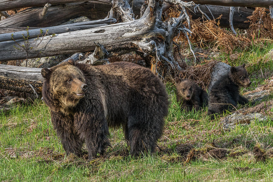 An Evening With Grizzlies Photograph by Yeates Photography