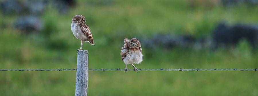 An Evening With Two Owls Photograph by Yeates Photography