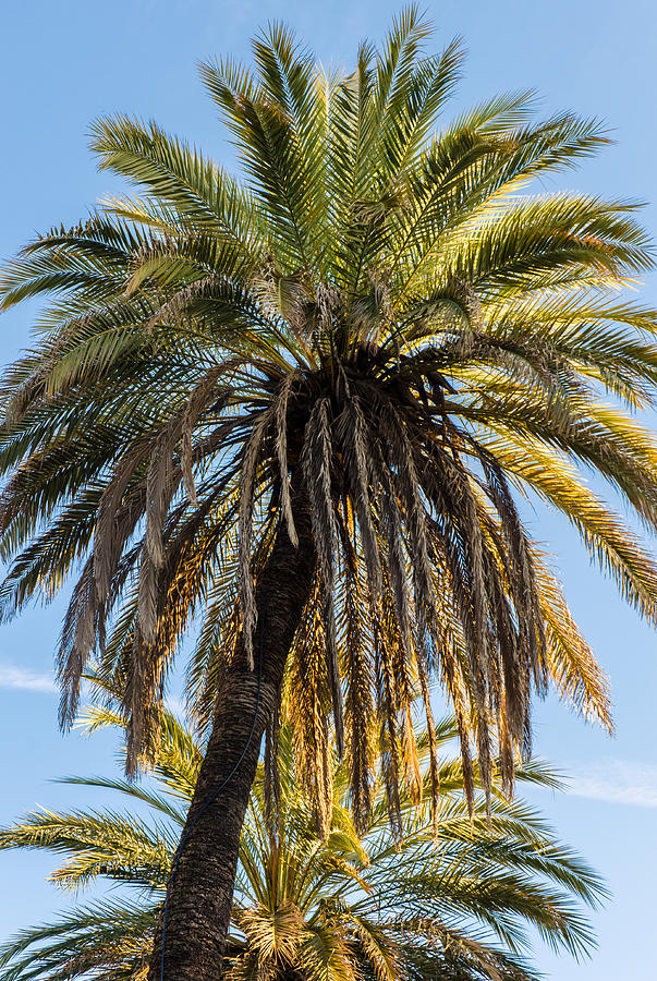 An exotic view - Palm Trees Photograph by AM FineArtPrints