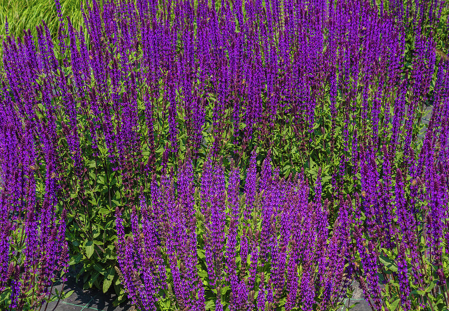 Flower Photograph - An Expanse  Of Purple Sage Flowers by Daniele Mattioda