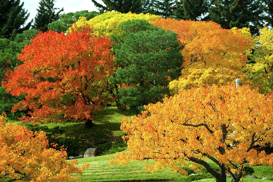 An Explosion of Color by Tom Buchanan An Explosion of Color by Tom Buchanan