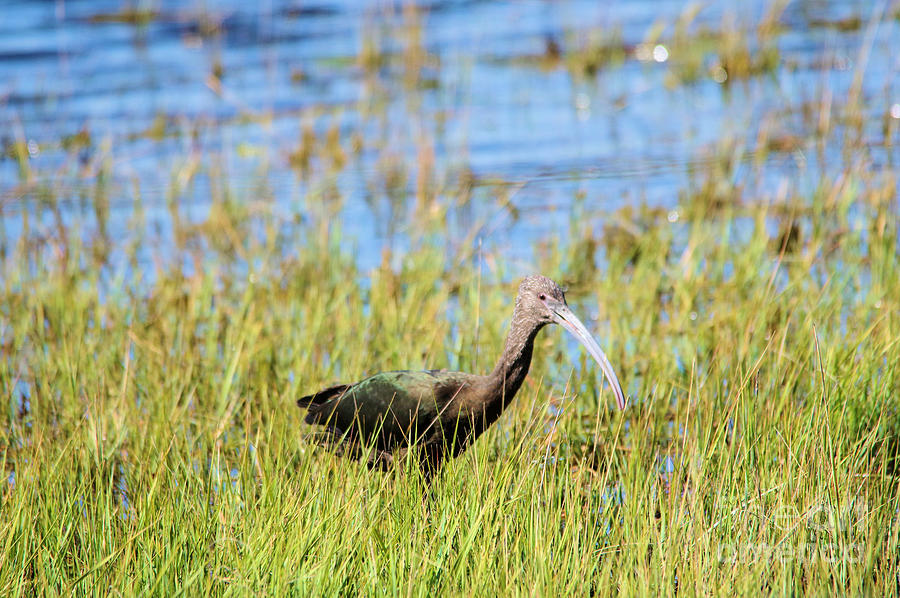 An Ibis in the grass Photograph by Jeff Swan