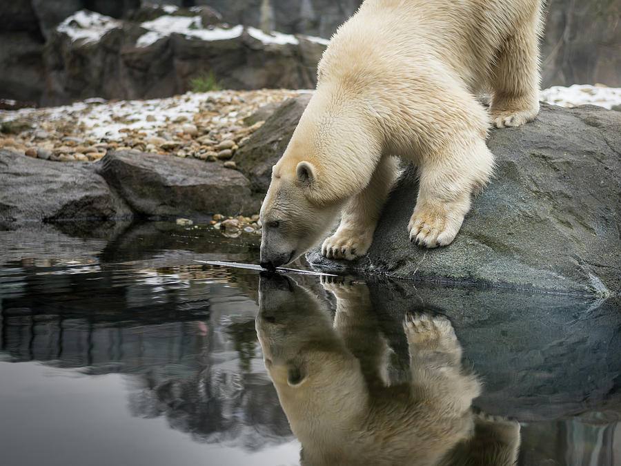 An ice bear, polar bear drinking water Photograph by Stefan Rotter ...