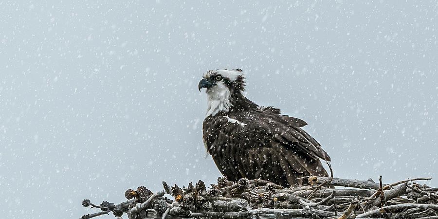 An Icy Osprey In May Photograph by Yeates Photography