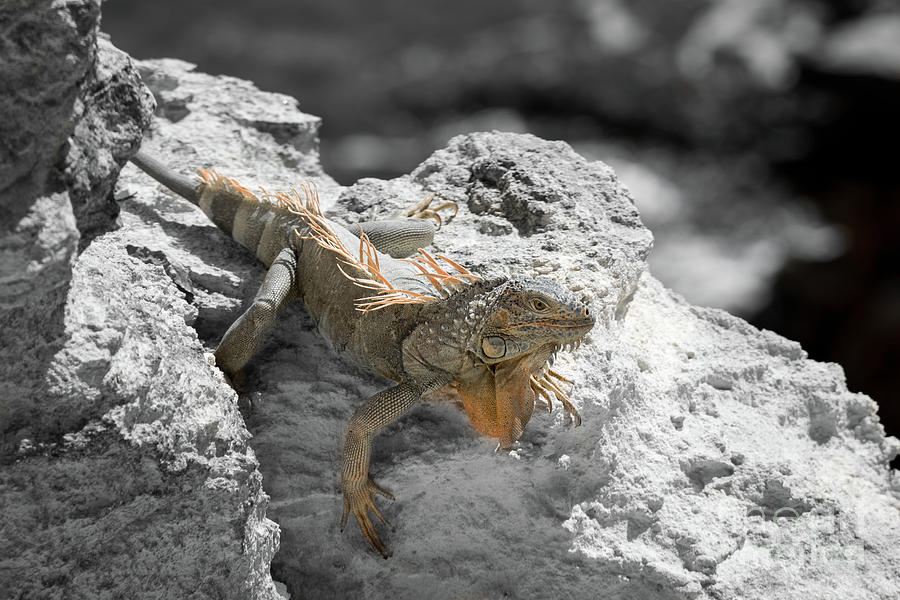 An Iguanas Filtered Reality Photograph