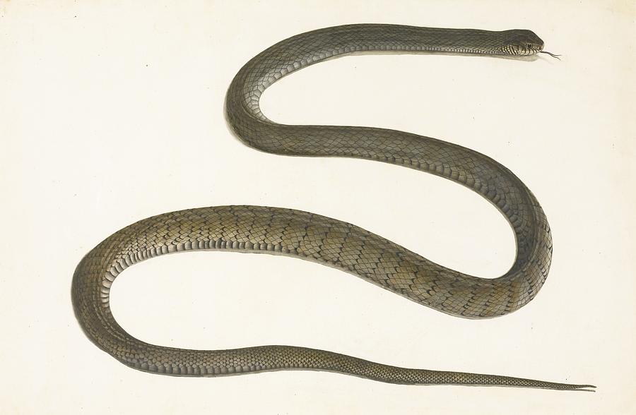 An Indian brown and grey snake Painting by Eastern Accents