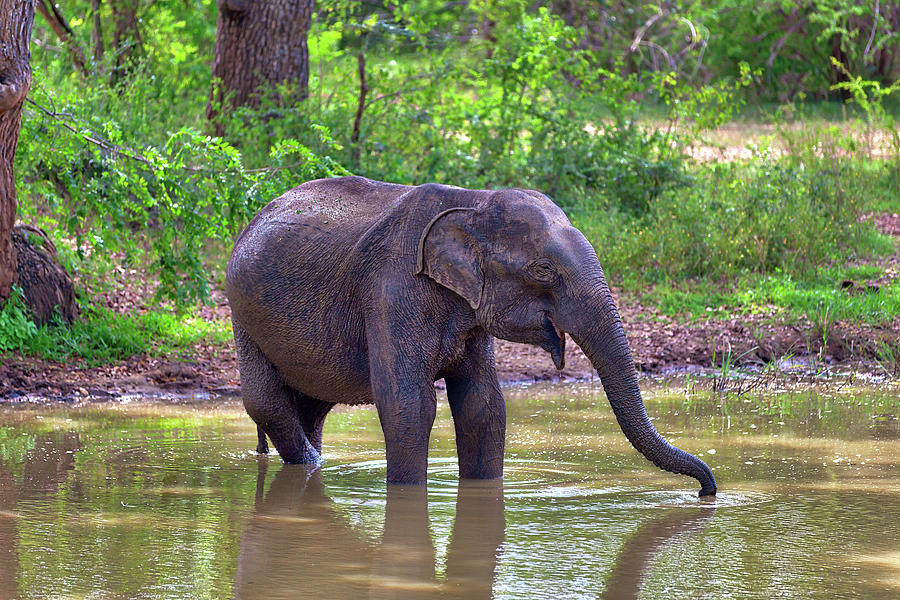 an Indian Elephant while bathing in a pond in the Yala Nationalpark Photograph by Gina Koch