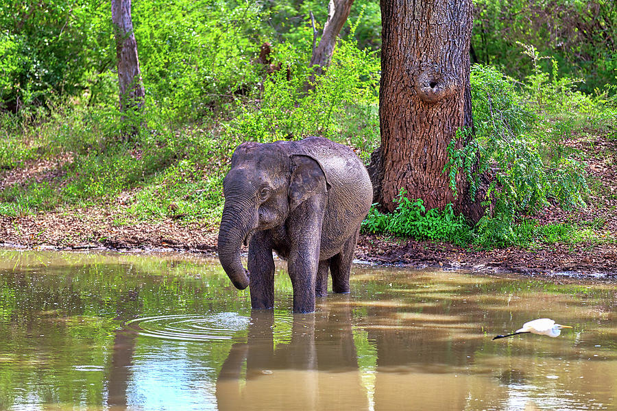 an Indian Elephant with a flying Heron in the front view Photograph by Gina Koch