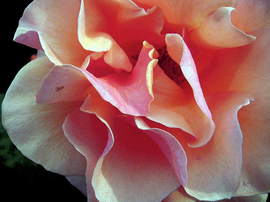 An Intimate Rose Photograph by Michele Avanti