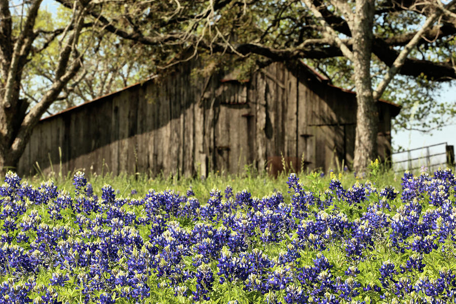 An Introduction to the Texas Bluebonnet Photograph by JC Findley