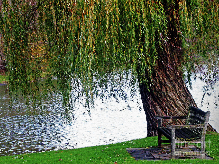 Weeping Willow Tree Landscape - An Invitation to Come Sit WALL ART Photograph by Carol F Austin