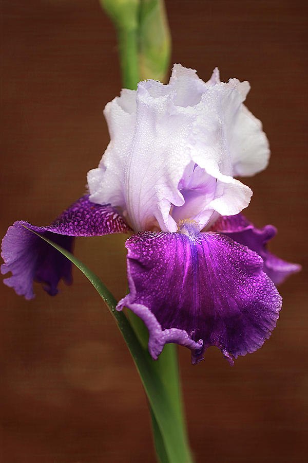 An Iris Blooms Photograph by Vanessa Thomas