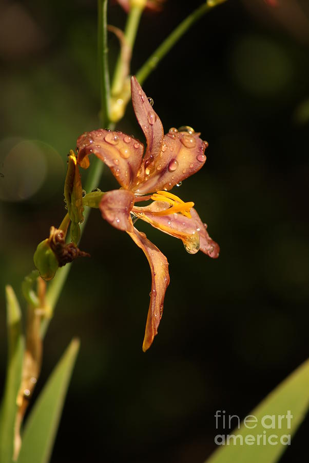 An Iris Hybrid Photograph by Margie Avellino