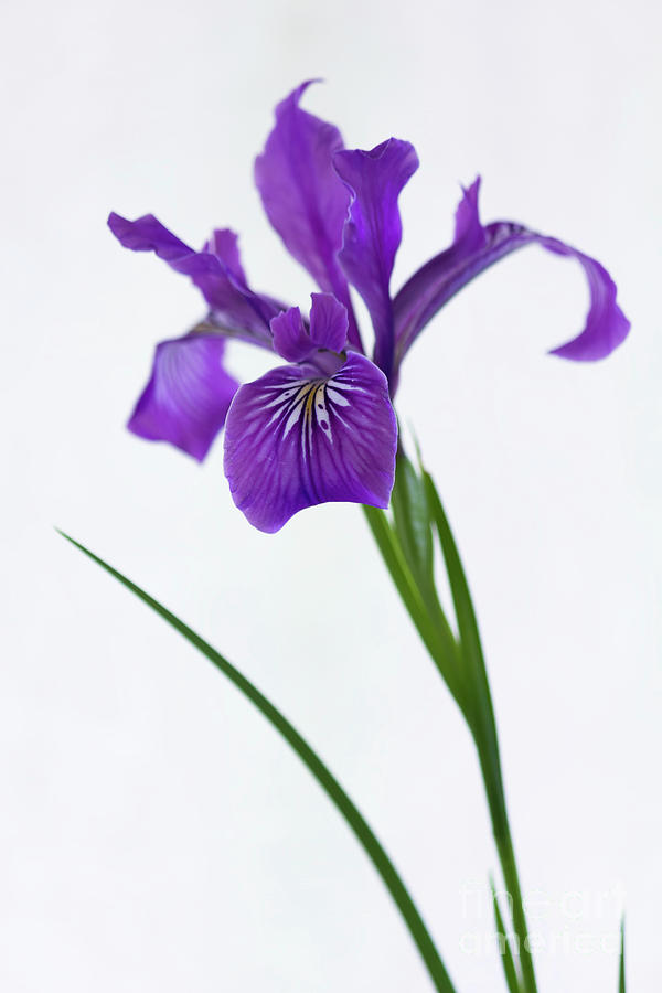 Iris Photograph - an Iris by Masako Metz