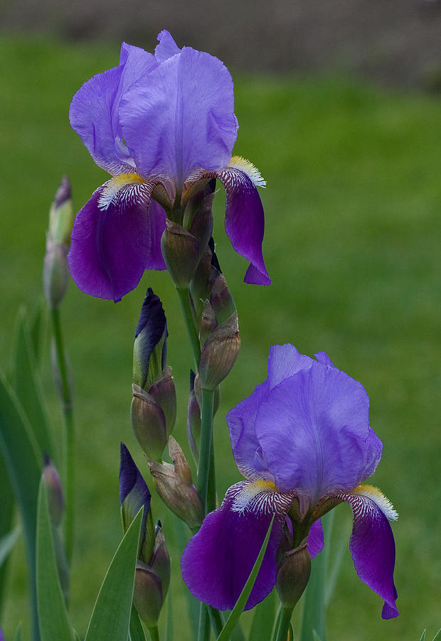 An Iris Picture Photograph by Robert Pilkington