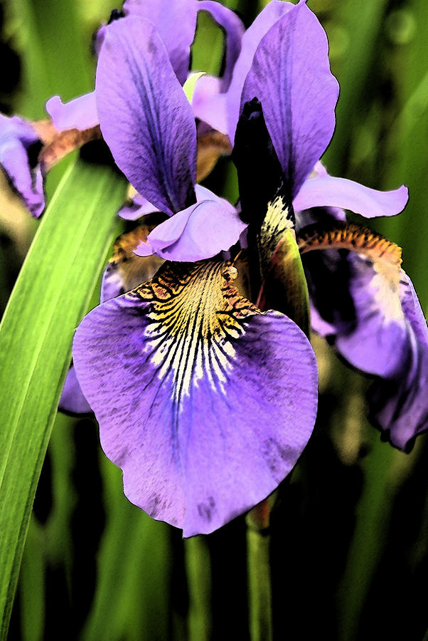 An Iris Portrait - Botanical Photograph by Margie Avellino