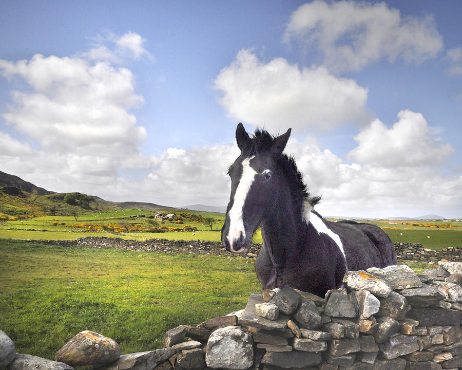 An Irish Horse Digital Art by Vicki Lea Eggen