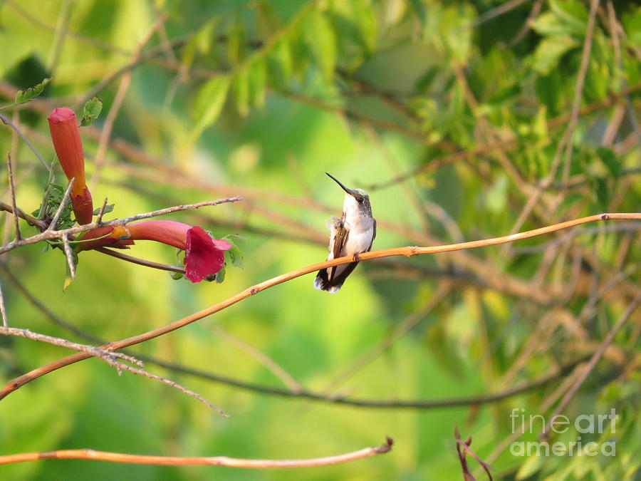Hummingbird Photograph - An Itch To Scratch by Charles Green