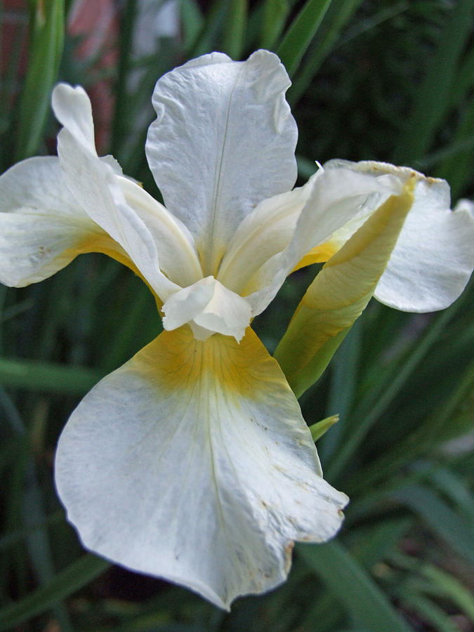 An Ivory Iris Photograph by Michiale Schneider