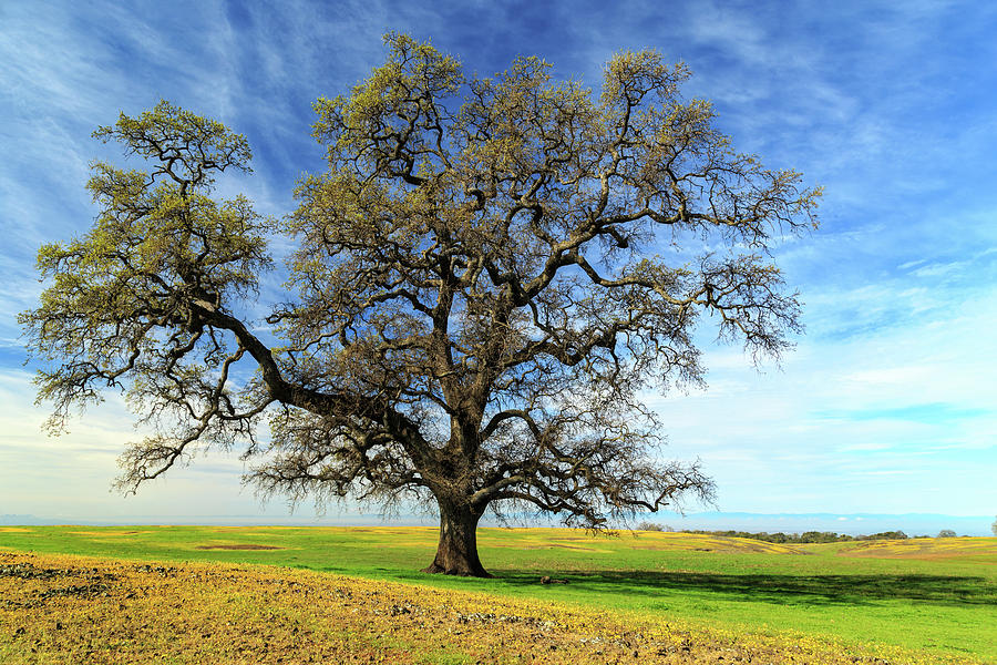 An Oak In Spring Photograph by James Eddy