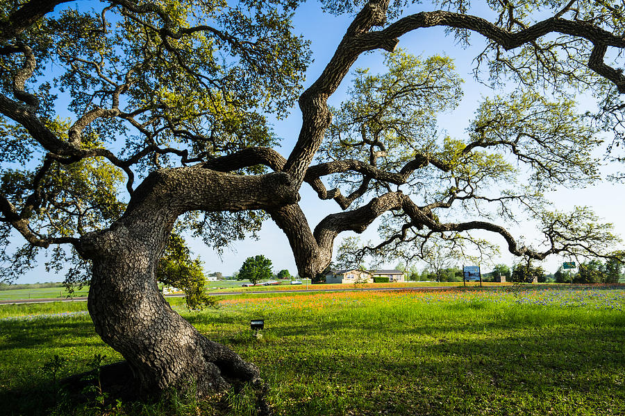 Tree Photograph - An Oak Tree Of Independence - Texas by Ellie Teramoto