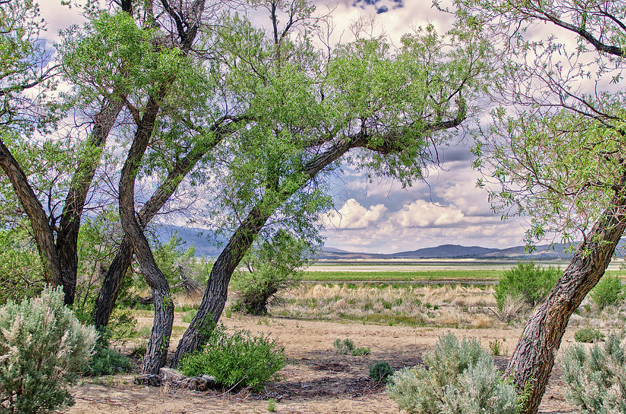 An Oasis of Leaning Trees Under Slide Mountain in a Barren Washoe Lake Beach Photograph by Brian Ball