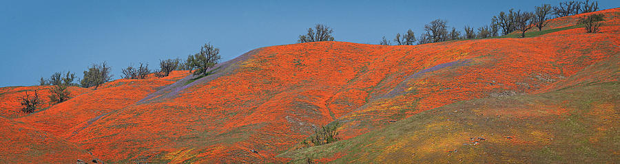 An Ocean of Orange on the Mountain Top Photograph by Lynn Bauer