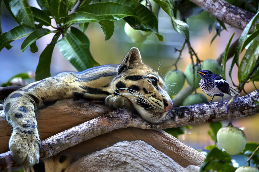 An ocelot is hanging over a mango tree Photograph by Gina Koch