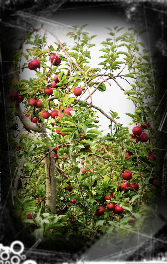 An Old Apple Tree Photograph by Randy J Heath
