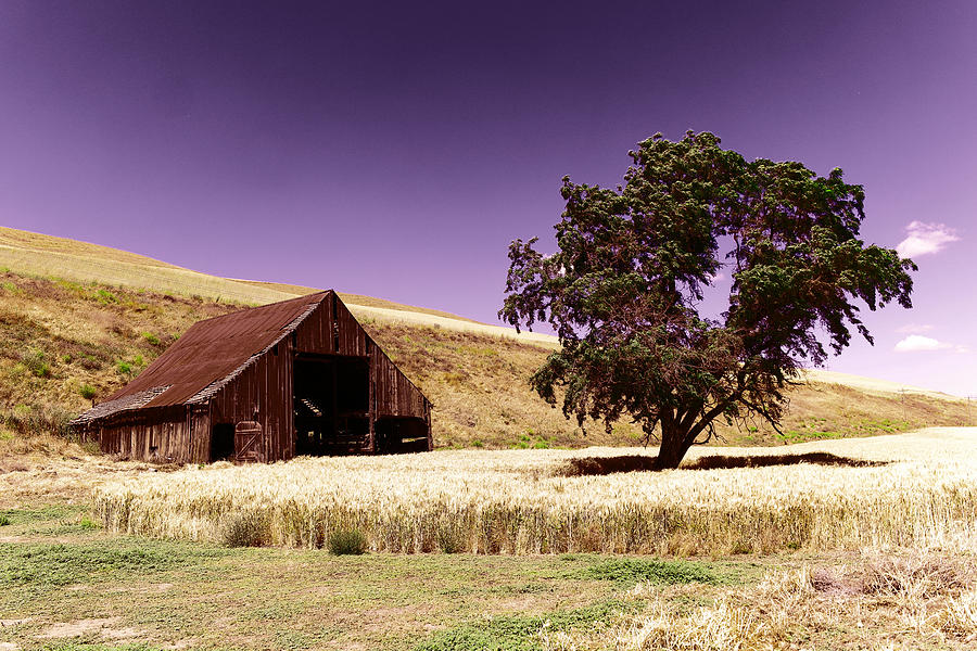 An Old Barn And A Tree Photograph