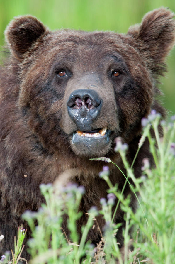 An Old Bear Looking For a Meal Photograph by Frank Madia
