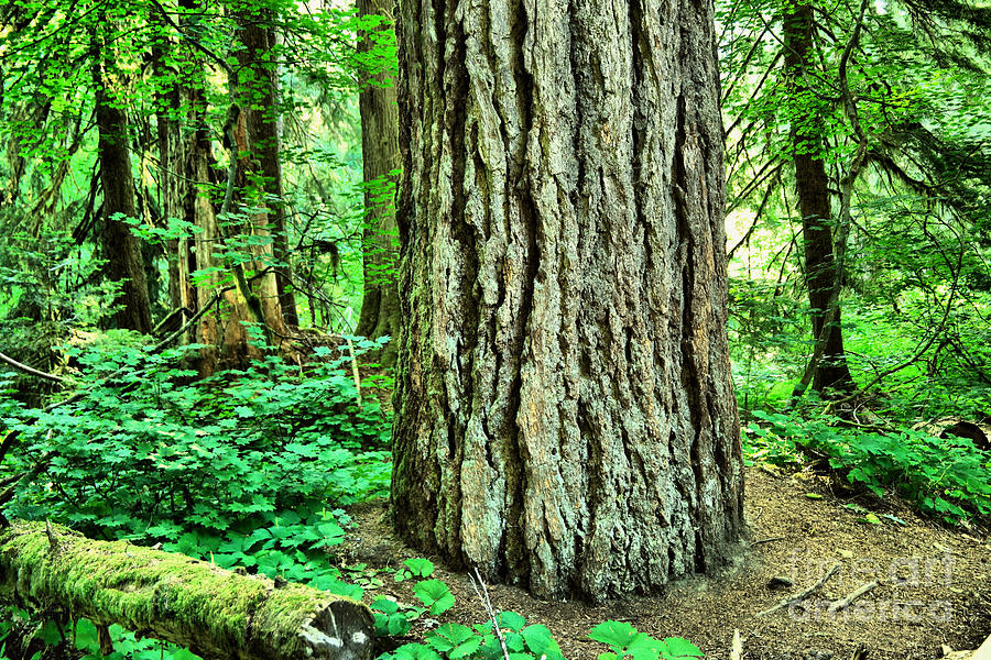Nature Photograph - An old growth alone by Jeff Swan