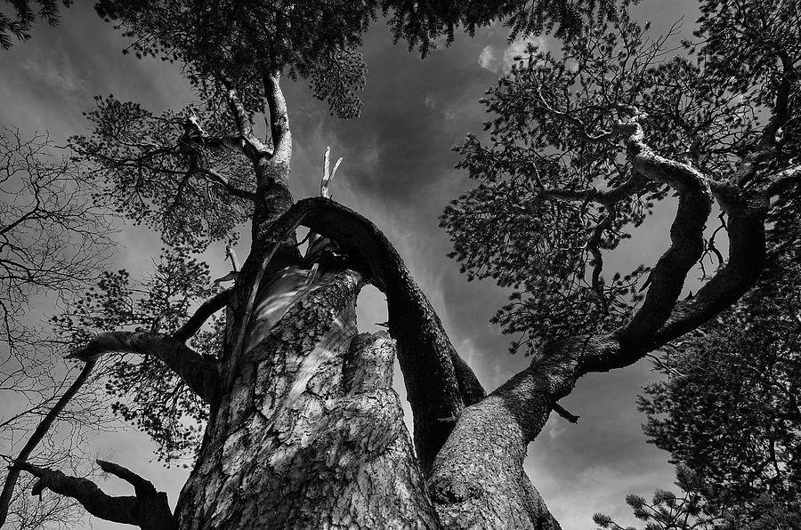 An Old Pine 70 Degrees North Photograph by Pekka Sammallahti