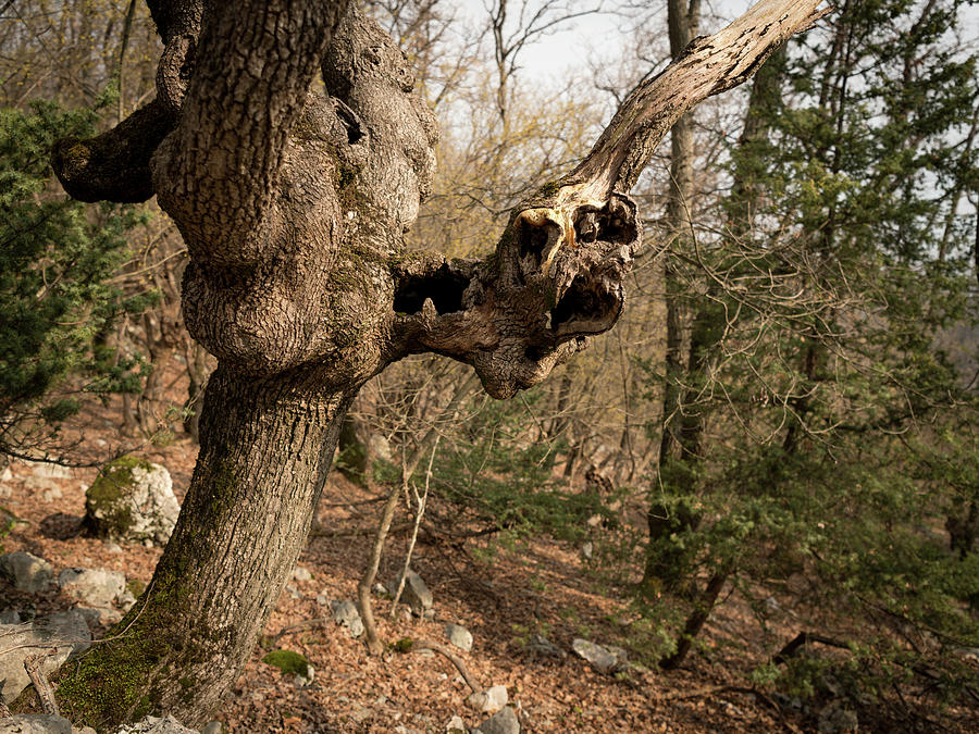 An old tree with cavities and holes Photograph by Stefan Rotter - Fine ...