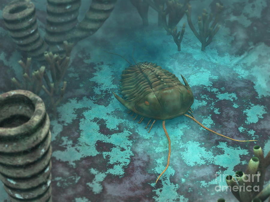 Animal Digital Art - An Olenoides Trilobite Scurries by Walter Myers