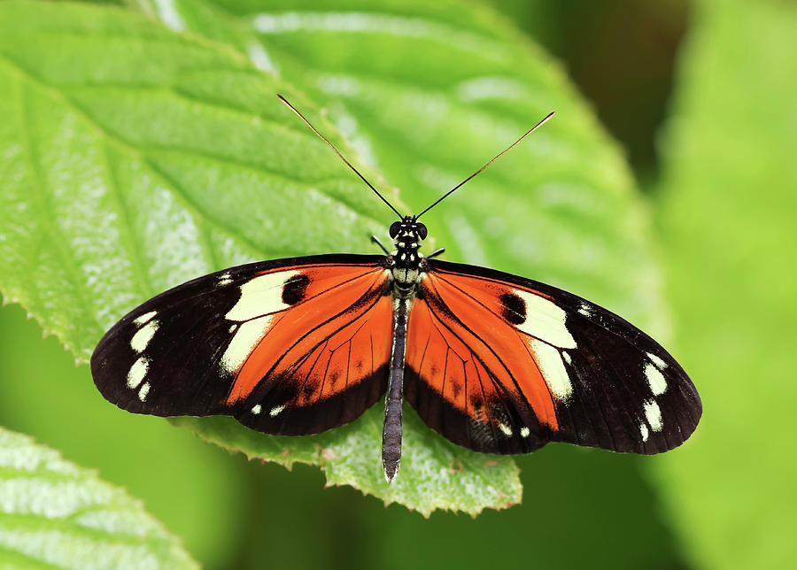 Nature Photograph - An Orange and Black Rain Forest Butterfly  by Derrick Neill