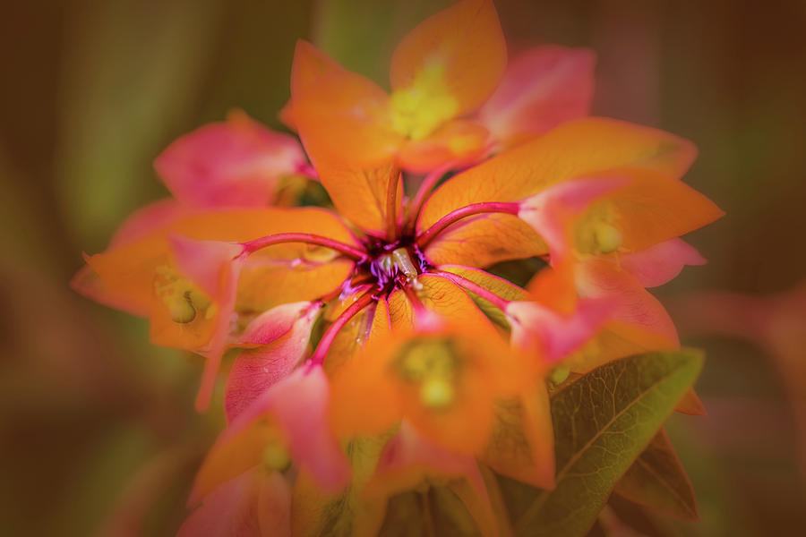 An orange flower  Photograph by Leif Sohlman