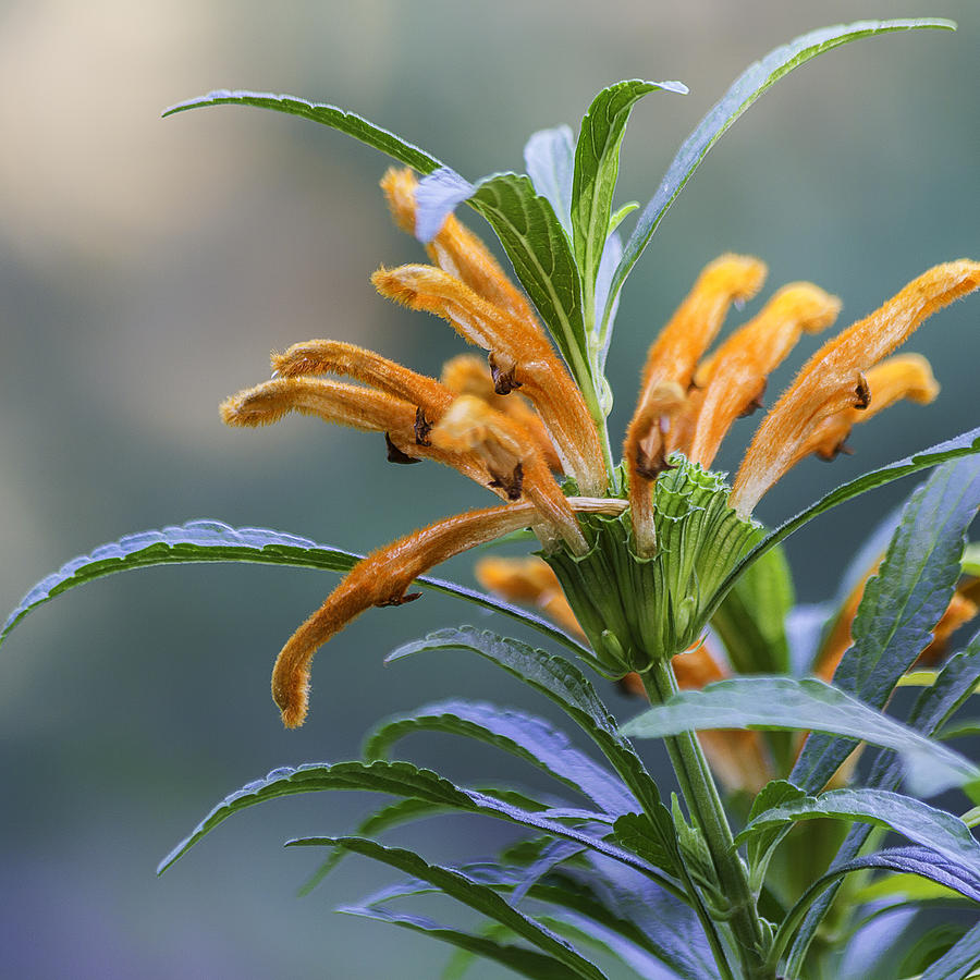 An Orange Flower Photograph by Tim Stanley