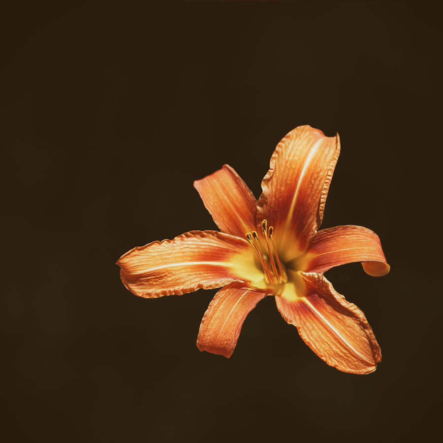 Lily Photograph - An Orange Lily by Scott Norris