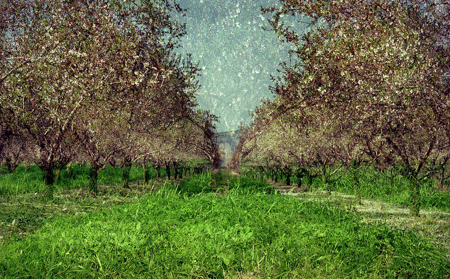 An orchard in blossom in the Eila Valley Photograph by Dubi Roman